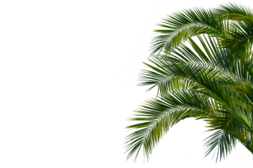 lush green curved palm leaves isolated on transparent background overlay texture