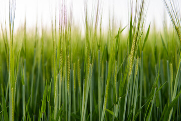 Young green barley growing in agricultural field in spring. Unripe cereals. The concept of agriculture, organic food. Barleys sprout growing in soil. Close up on sprouting barley in sunset.