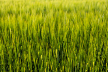 Green young unripe juicy spikelets of barley on a agricultural field. Harvest in spring or summer. Agriculture.