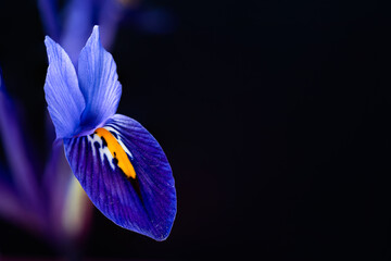 Fleur d'iris bleu sur fond noir. Faible profondeur de champ © Carole