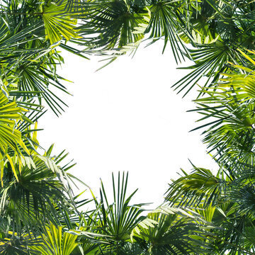 frame from jungle palm leaves isolated on transparent background, palm tree overlay concept with copy space in the middle