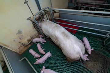 Fressende Sau in einer Bewegungsbucht, Ferkel sind mit dabei.