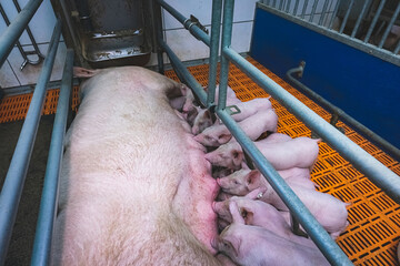 Saugferkel an den Zitzen der Sau, in einer Bewegungs - Abferkelbucht.