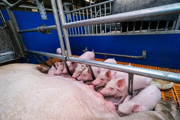 Saugferkel an den Zitzen der Sau, in einer Bewegungs - Abferkelbucht.