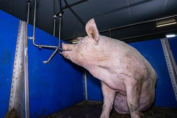 Wasserversorgung für Schweine im Stall: Sau versorgt sich mit Wasser an einem Wassernippel.