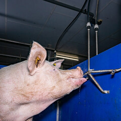 Wasserversorgung für Schweine im Stall: Sau versorgt sich mit Wasser an einem Wassernippel. © Countrypixel