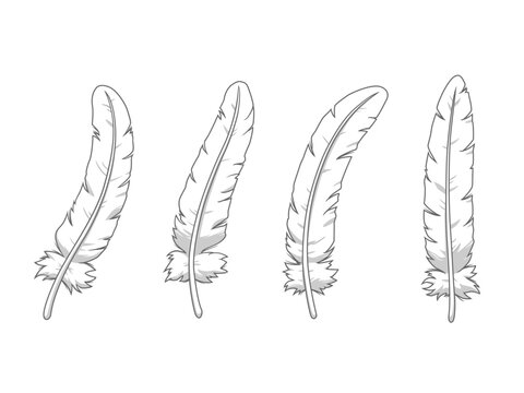Illustration of white  bird feathers.