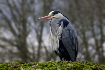grey heron