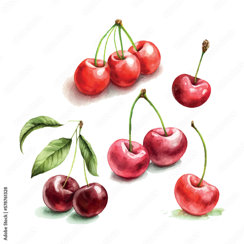 Wall mural Hand drawn watercolor painting cherry on white background. Vector illustration of berries