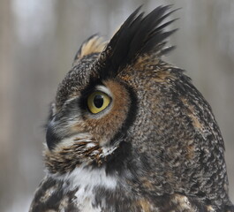 Grand duc d'Amérique, oiseau ambassadeur dans un centre de réadaptation d'oiseaux de proie, Québec, Canada