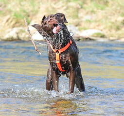 brown Labrador Retriever at the water,