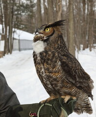 Grand duc d'Amérique, oiseau ambassadeur dans un centre de réadaptation d'oiseaux de proie, Québec, Canada