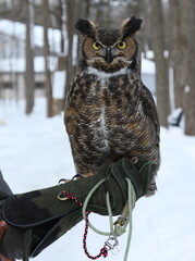 Grand duc d'Amérique, oiseau ambassadeur dans un centre de réadaptation d'oiseaux de proie, Québec, Canada