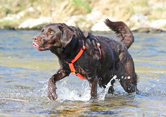 brown Labrador Retriever at the water,