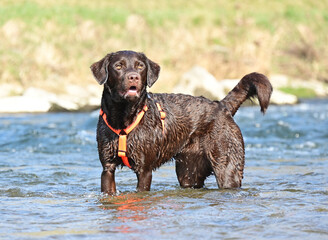 brown Labrador Retriever at the water,