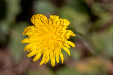 Yellow dandelions flower with green background.