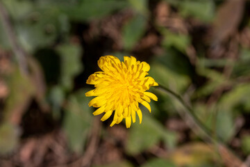 Yellow dandelions flower with green background.