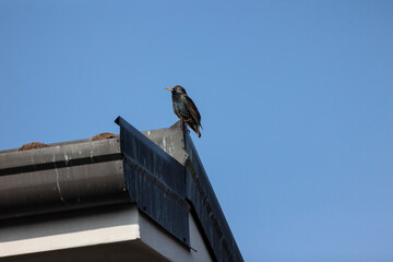 Common starling