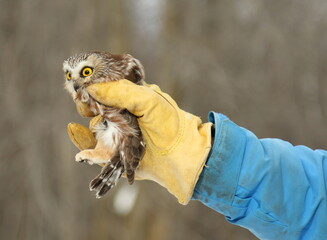 Petite Nyctale en voie d'&ecirc;tre remise en libert&eacute; apr&egrave;s un s&eacute;jour en centre de r&eacute;adaptation d'oiseaux de proie