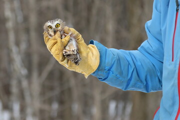 Petite Nyctale en voie d'&ecirc;tre remise en libert&eacute; apr&egrave;s un s&eacute;jour en centre de r&eacute;adaptation d'oiseaux de proie