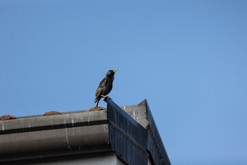 Common starling