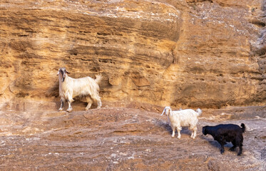 Sheep by the rocks