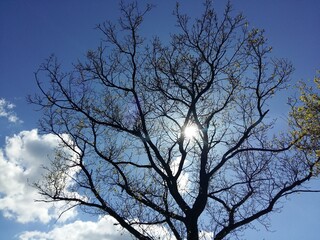 Sunsine through the trees