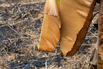 Folhas amareladas de bananeira sobre a queimada na floresta