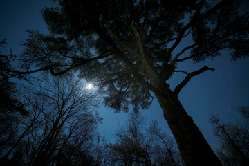 Magia notturna. Parco al chiaro di luna.
