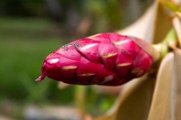 Flor de cana do brejo (Costus spicatus) em formato de cabeça de serpente