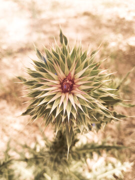 Thistle in the desert