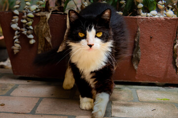 Gato preto e branco com olhos castanhos andando em direção à tela
