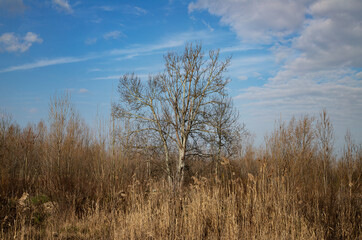 The trees that shade the meadows of the Emilian plain