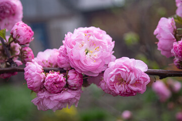 close up of pink hydrangea flowers
