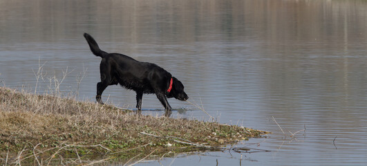 Side view of a Beautiful black labrador retriever dog  standing in the water in the  "La Forestière" lake of the Miribel Jonage natural park near Lyon in France.