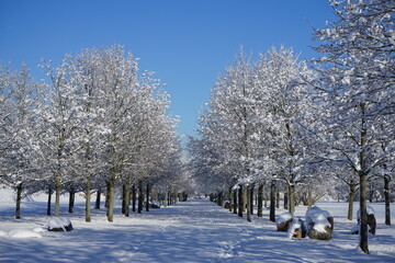 Eine winterliche Allee in einem Park in Brandenburg