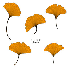 1364_Ginkgo leaves isolated on white background