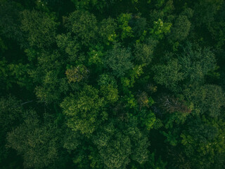 Green forest with mystical fog, dramatic mood. Aerial top view