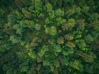 Green mixed deciduous forest with mystical fog, dramatic mood. Aerial top view