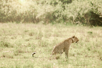Leopard in Conservation Are, Eastern Africa