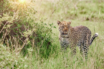 Leopard in Conservation Are, Eastern Africa