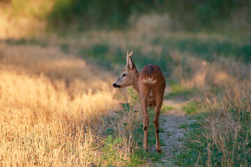 Cute Roe deer in natural environment, Slovakia