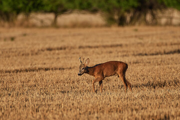 Cute Roe deer in natural environment, Slovakia
