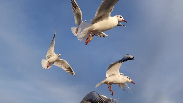 Baltic seagulls against the blue sky. natural sound
