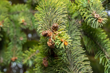 Fototapeta premium cones forest conifers