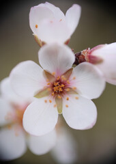 Blooming apricot, tree blossom macro photo