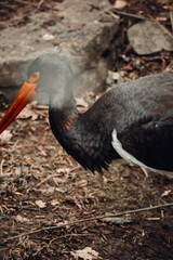 red billed stork