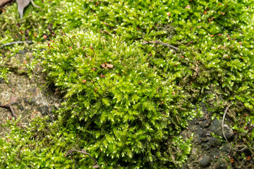 Obraz premium plants stems green moss tree bark