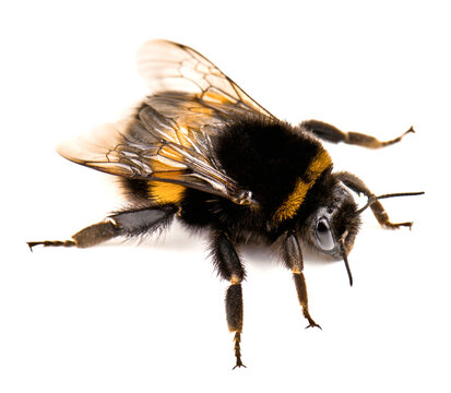 Live cute bumblebee on white background