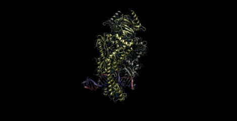 Taq Muts Complexed With Heteroduplex DNA 3D molecule 4K